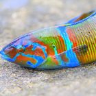 Farbiger Fisch