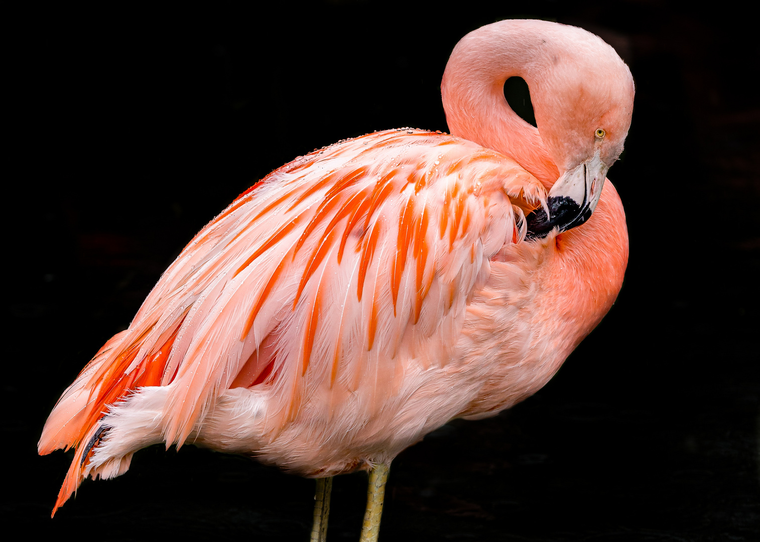 Farbiger Flamingo 