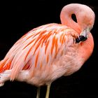Farbiger Flamingo 