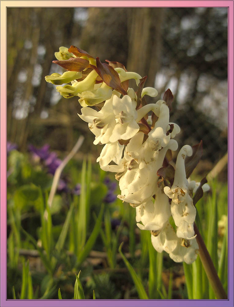 farbiger Frühling