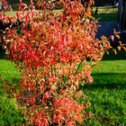 Farbiger Herbst