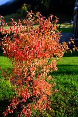 Farbiger Herbst