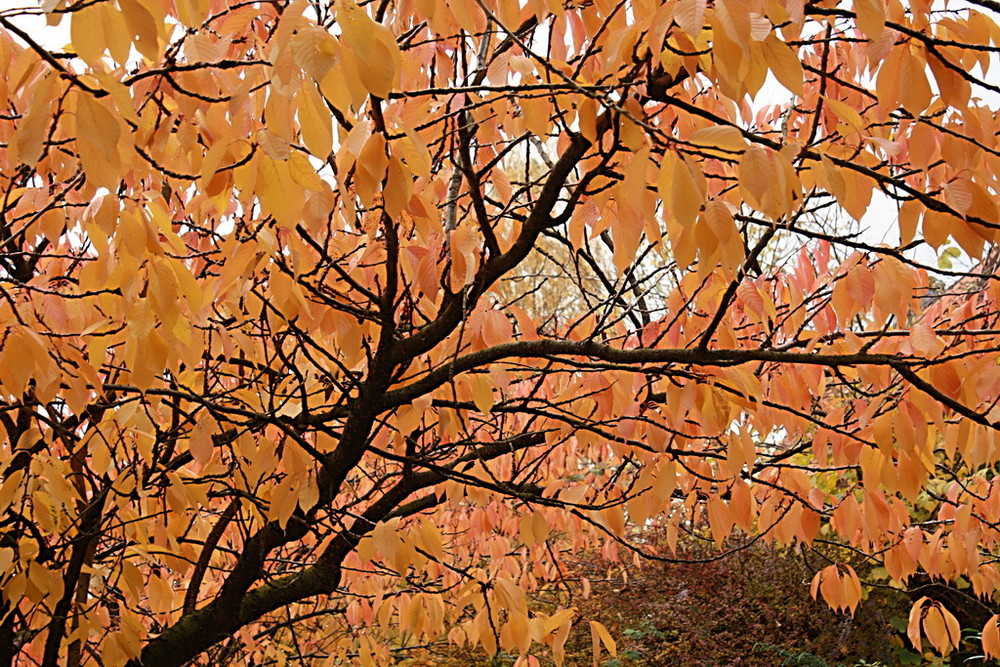 Farbiger Herbst...