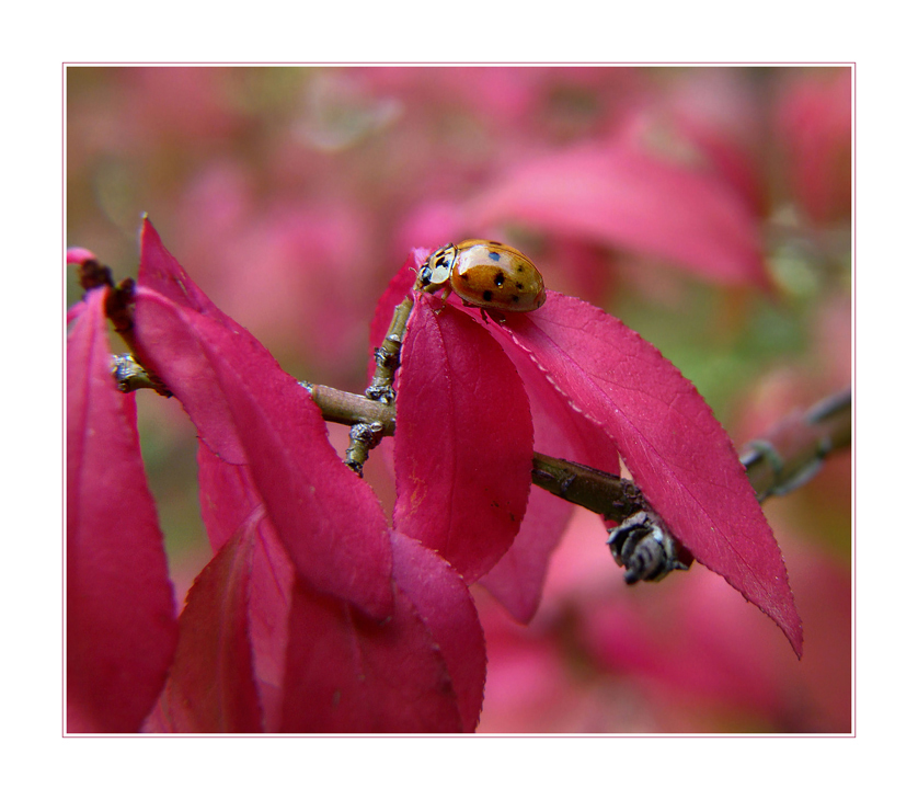 Farbiger Herbst