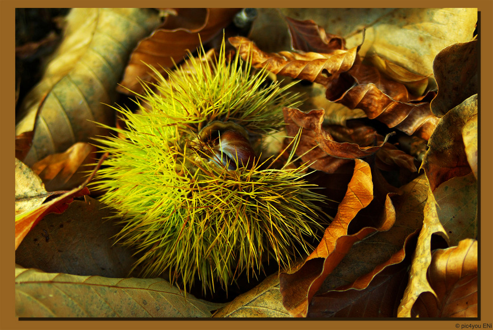 farbiger Herbst