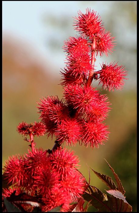 Farbiger Oktober - Rizinus-Blüte.....