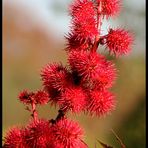 Farbiger Oktober - Rizinus-Blüte.....