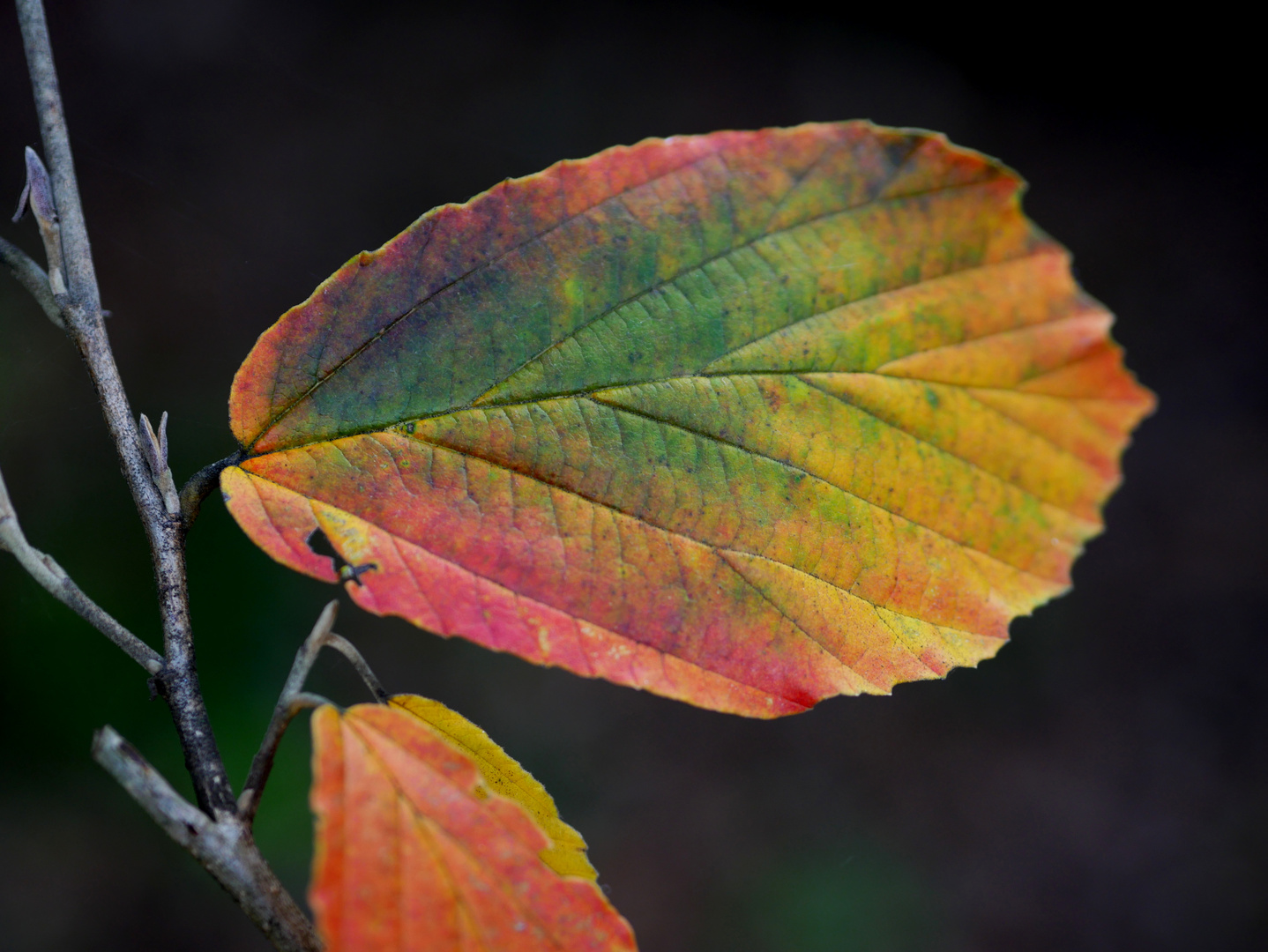 Farbiges Herbstblatt