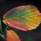 Farbiges Herbstblatt