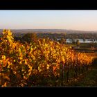 Farbinferno im Rheingau