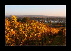 Farbinferno im Rheingau