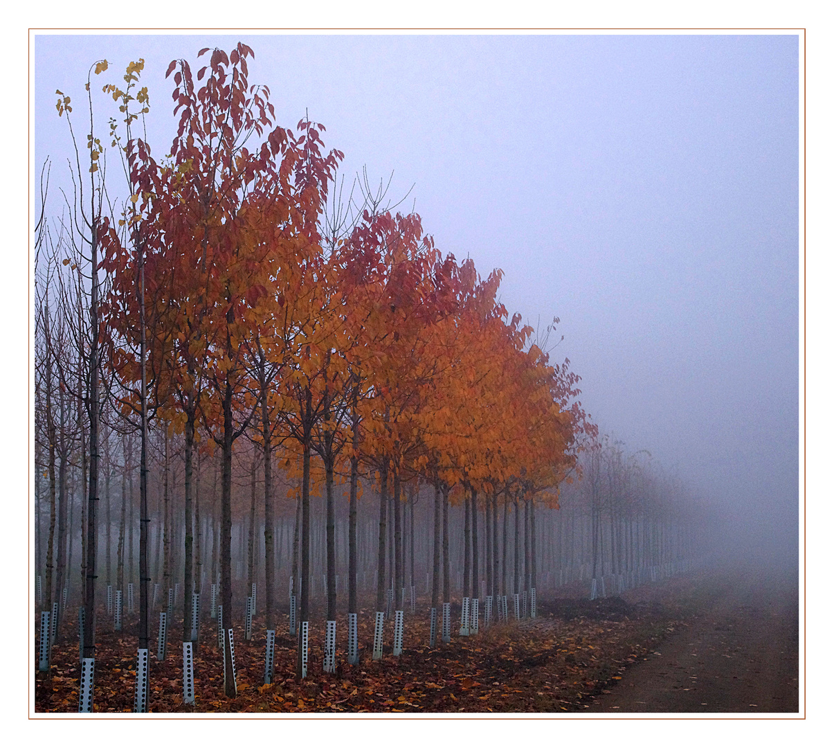 Farbinsel mitten im Nebel