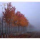 Farbinsel mitten im Nebel