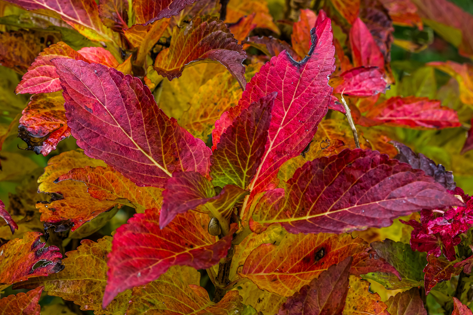 Farbintensive Herbstfärbung