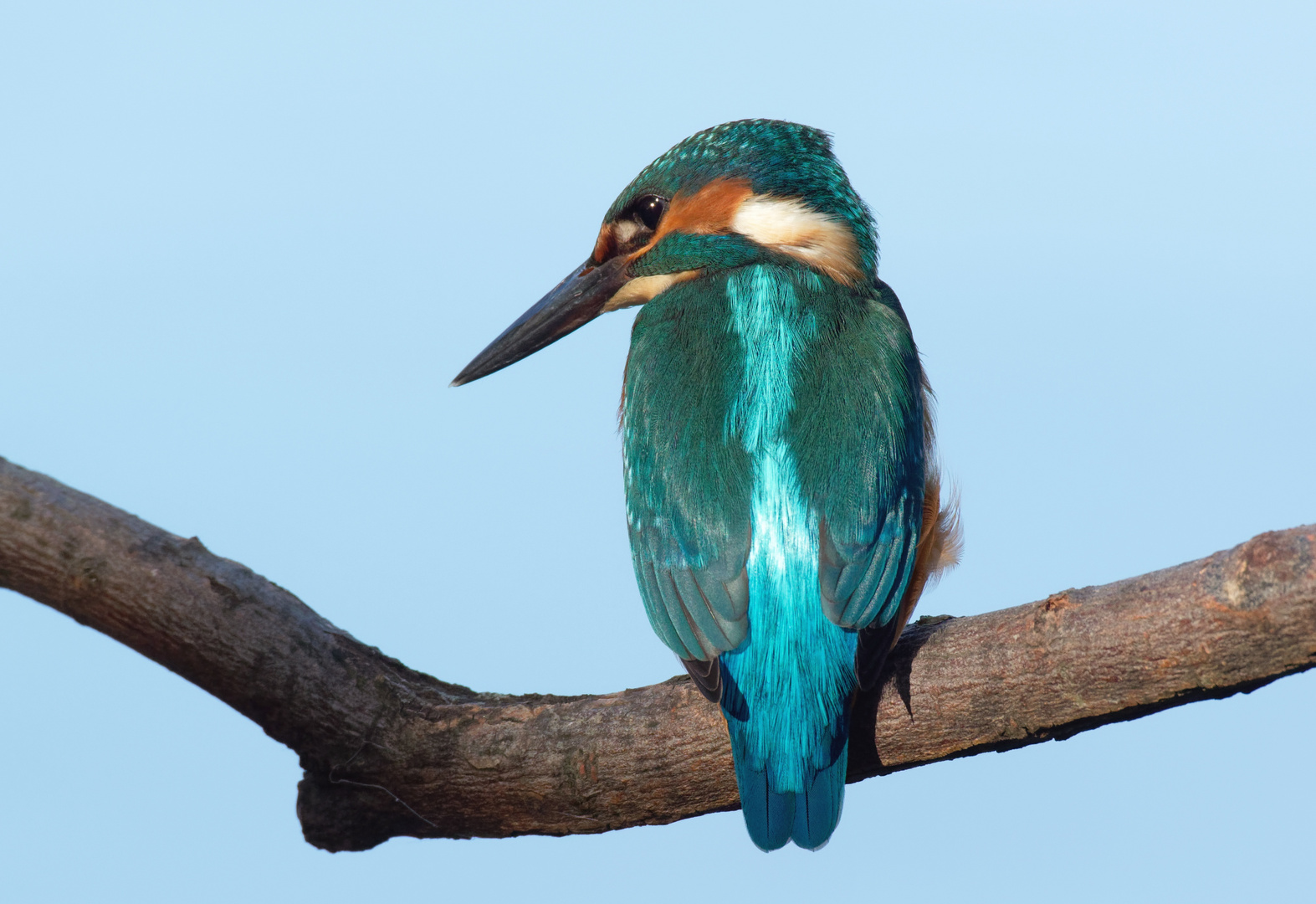 Farbjuwel - Eisvogel (Alcedo atthis)