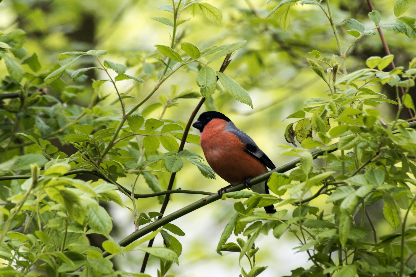 Farbklecks der Natur