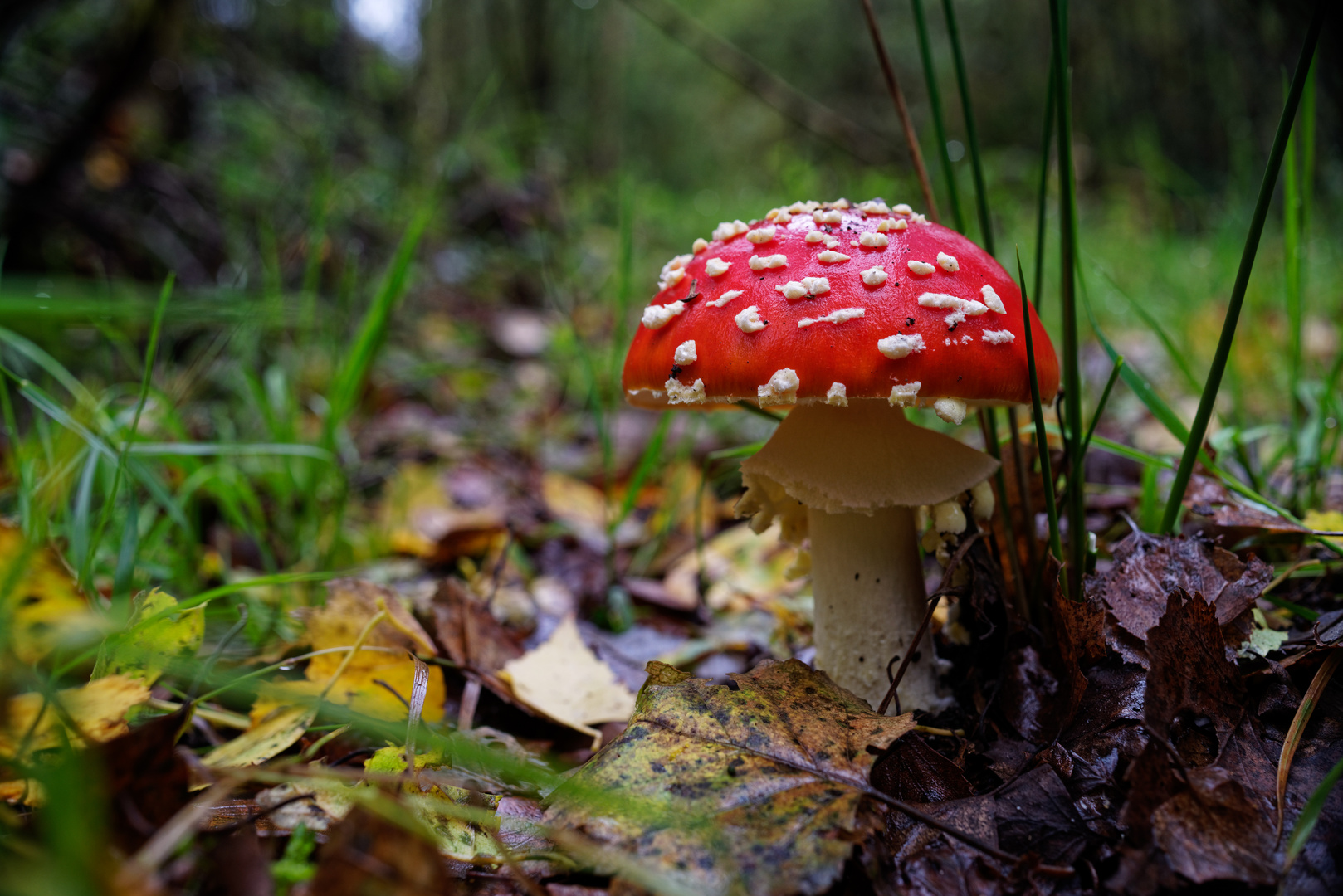 Farbklecks im Birkenwald