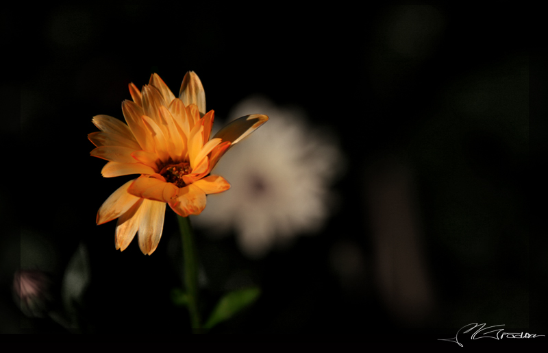 Farbklecks im Blumenbeet