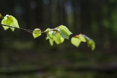 Farbklecks im dunklen Fichtenwald