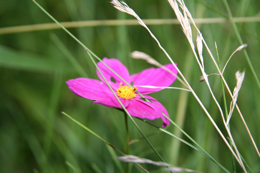 Farbklecks im endlosen Grünen