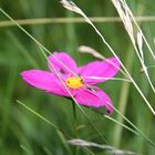 Farbklecks im endlosen Grünen