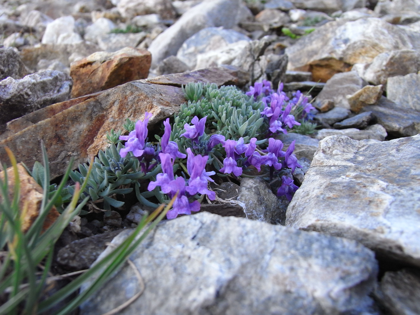 Farbklecks im Gebirge