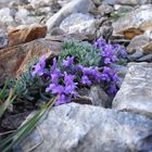 Farbklecks im Gebirge