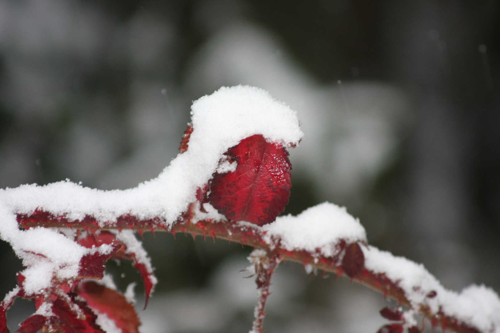 Farbklecks im Schnee