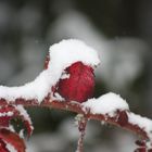 Farbklecks im Schnee