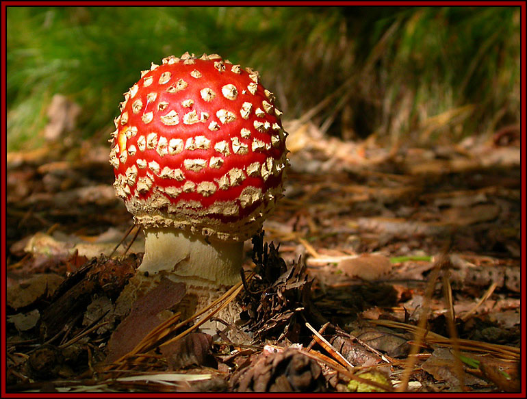 Farbklecks im Wald