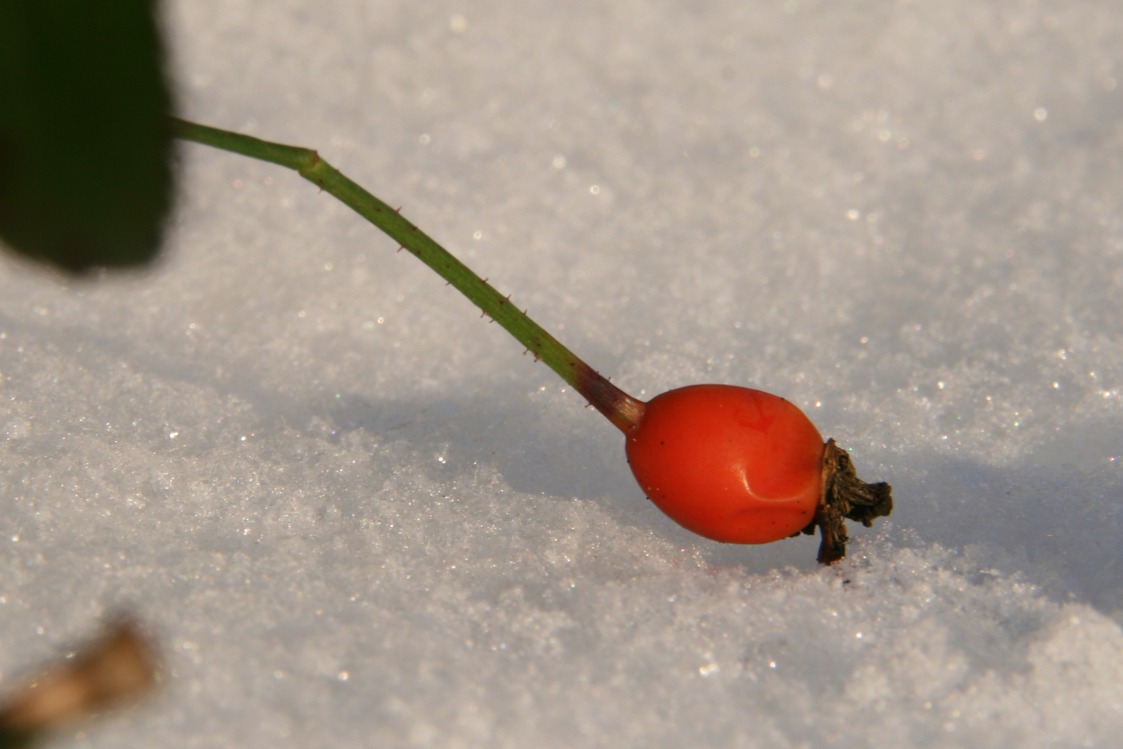 Farbklecks im Winter