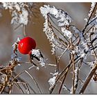 Farbklecks im Winter