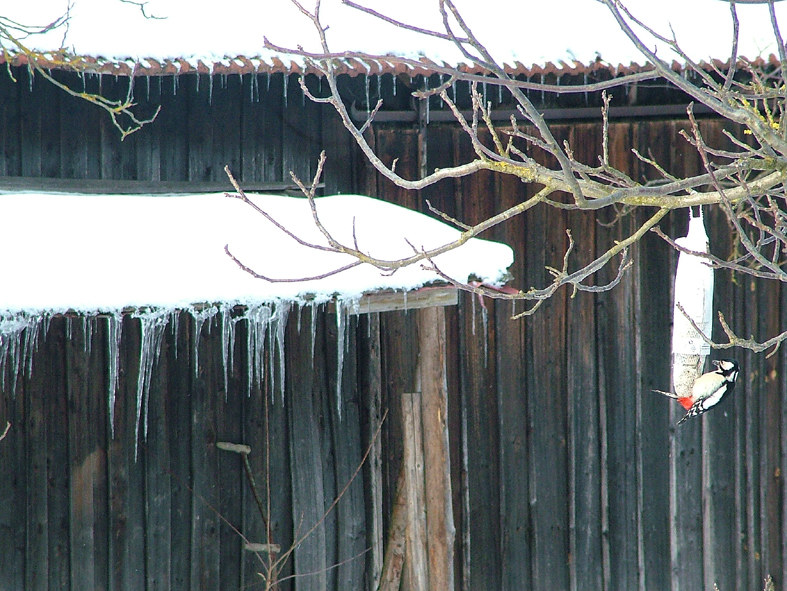 Farbklecks im Winter