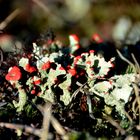 Farbklecks in der Heide von der Insel Hiddensee