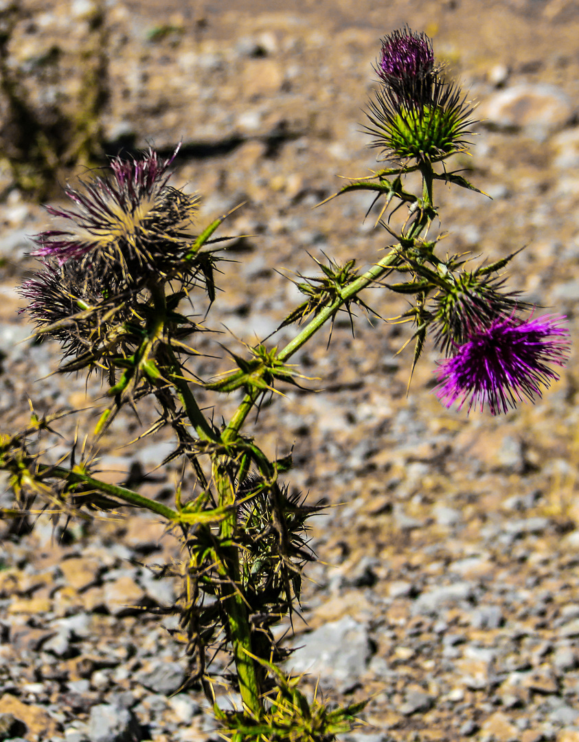 Farbklecks in der Steppe