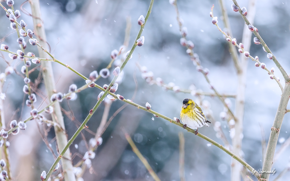 Farbklecks in der Winteridylle