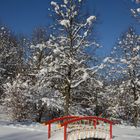 Farbklecks in der Winterlandschaft