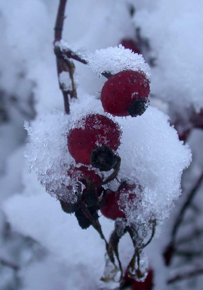 Farbklecks in weißer WInterlandschaft