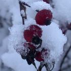 Farbklecks in weißer WInterlandschaft