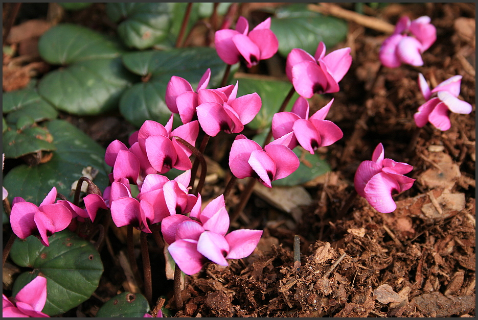 Farbkleckse im Frühling !