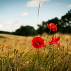 farbkleks in der natur