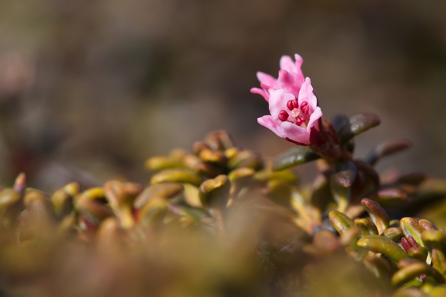 Farbkleks in der Tundra