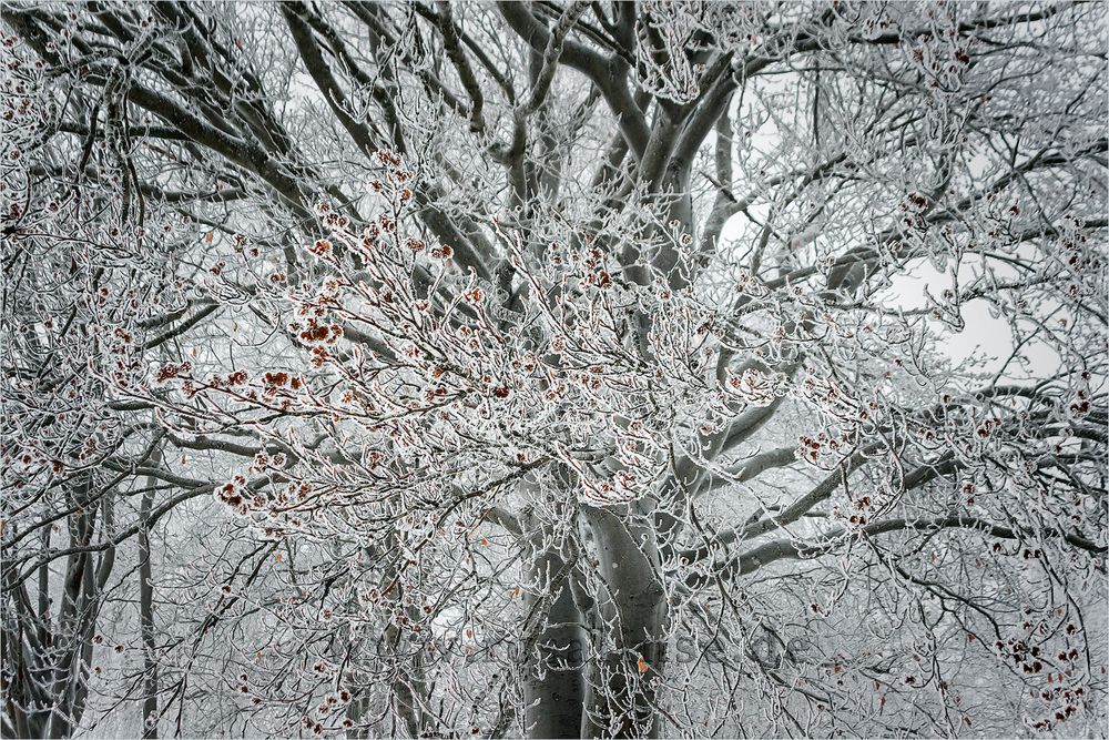 Farbkolonie im Schneewald