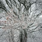 Farbkolonie im Schneewald