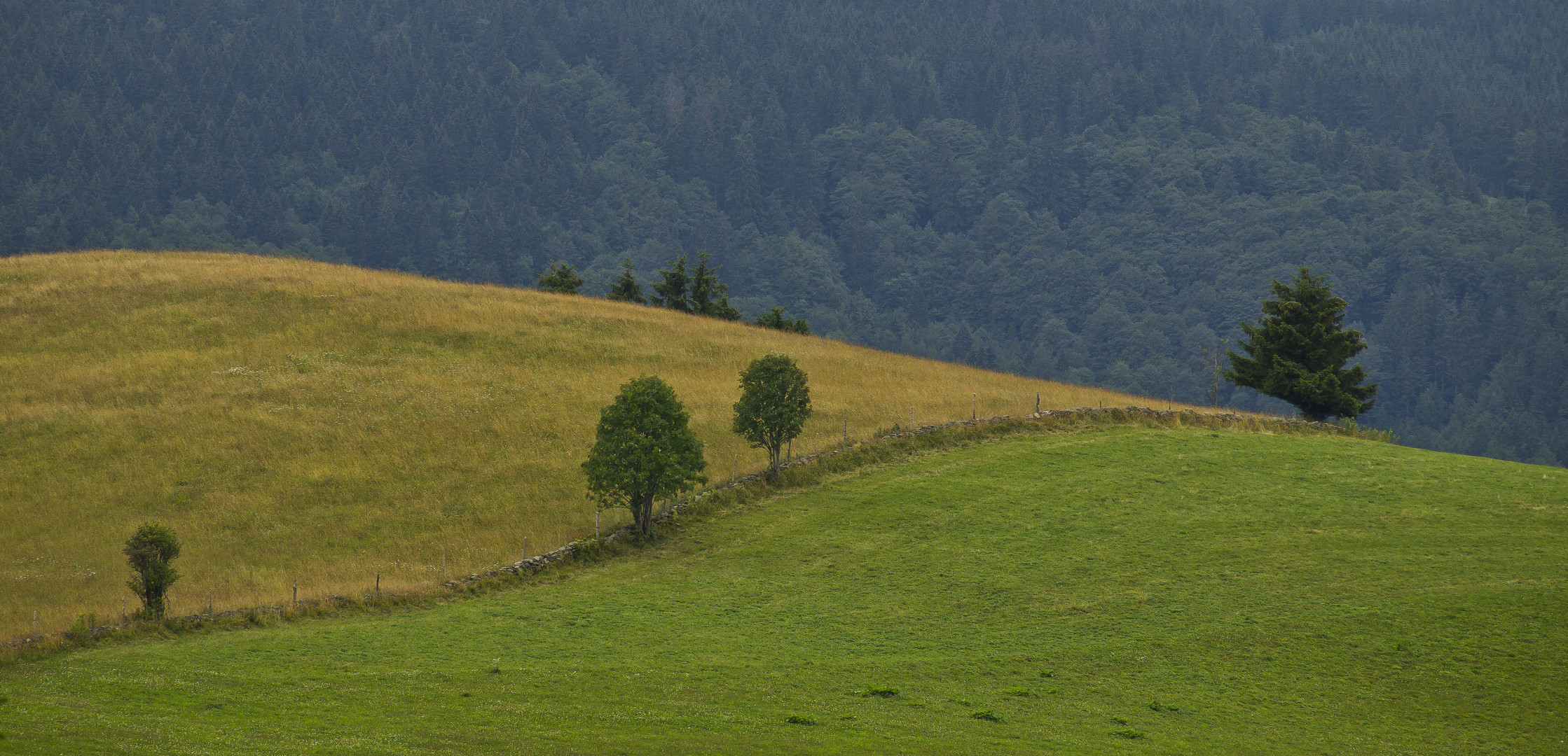 Farbkomposition im Schwarzwald