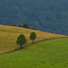 Farbkomposition im Schwarzwald