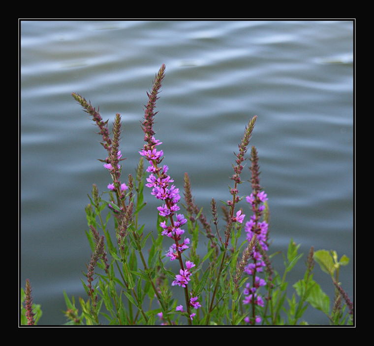 Farbkontrast am Wasser