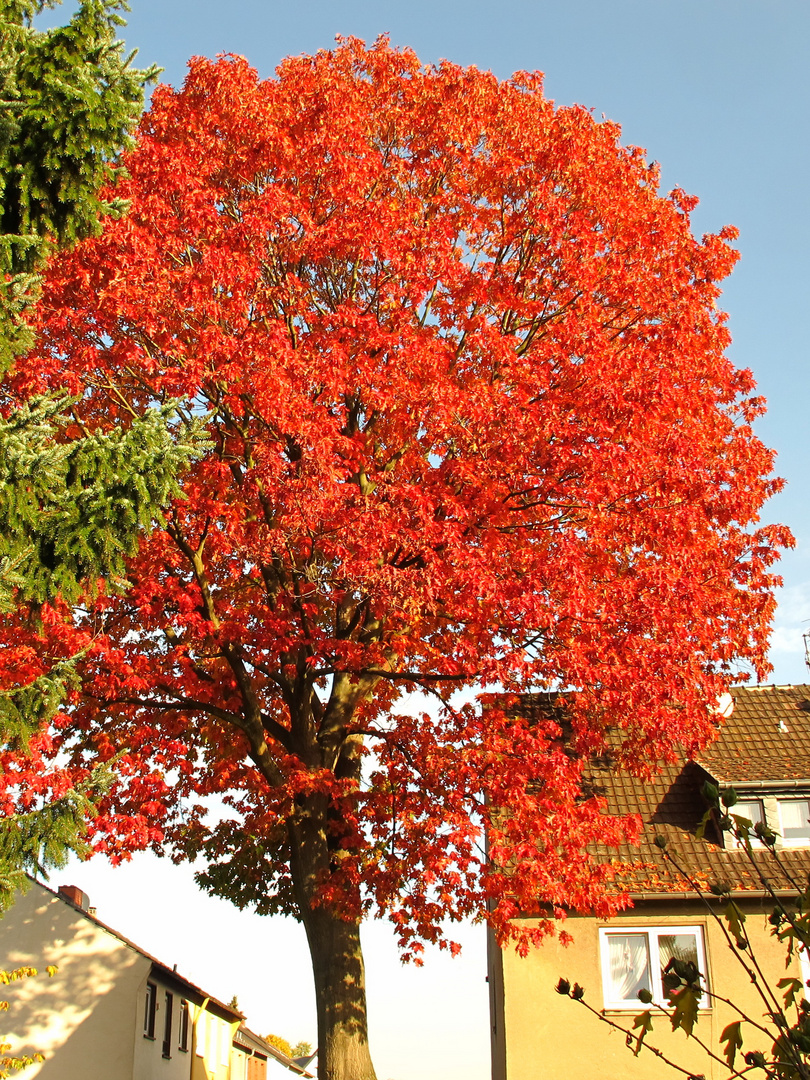 Farbkontrast der Natur