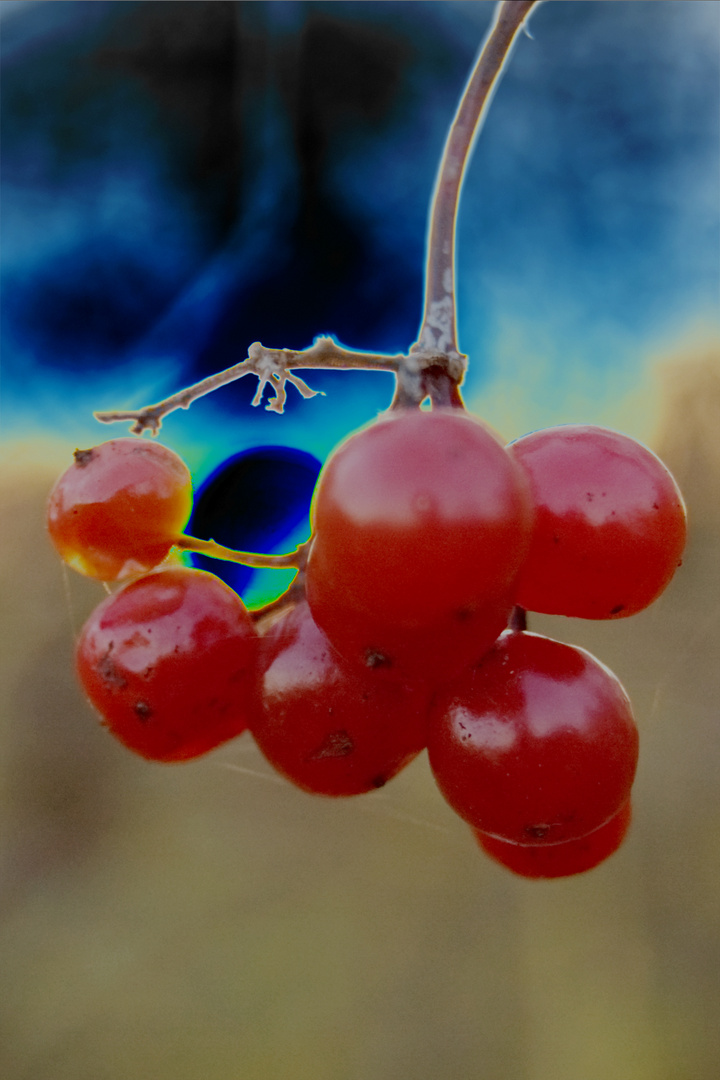 Farbkontrast mit Beeren