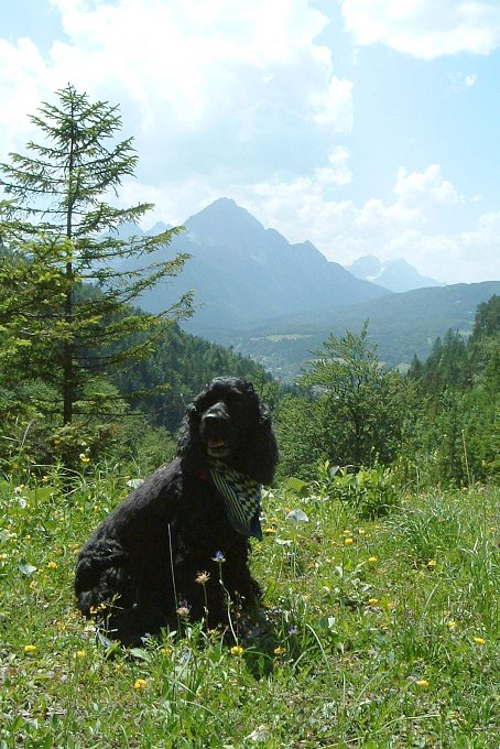 Farbkontrast mit Hund